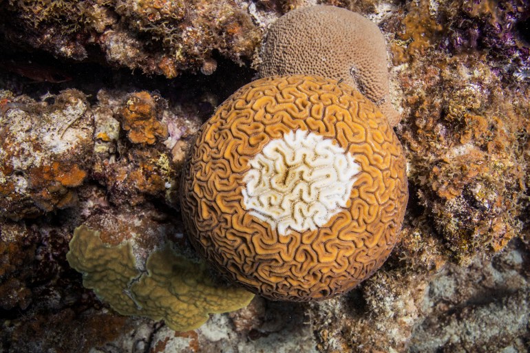 Coral reefs around the world experiencing mass bleaching, scientists ...