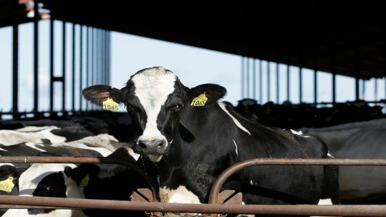 Why has bird flu in the US spread to cows and what’s the risk for humans? | Health News