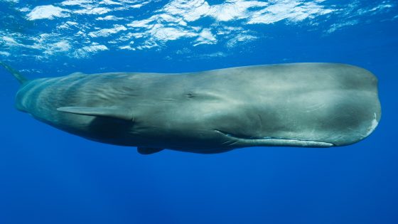 Scientists discover sperm whale ‘phonetic alphabet’ | Science and Technology News