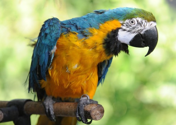 The parrot started whistling Real Madrid's anthem