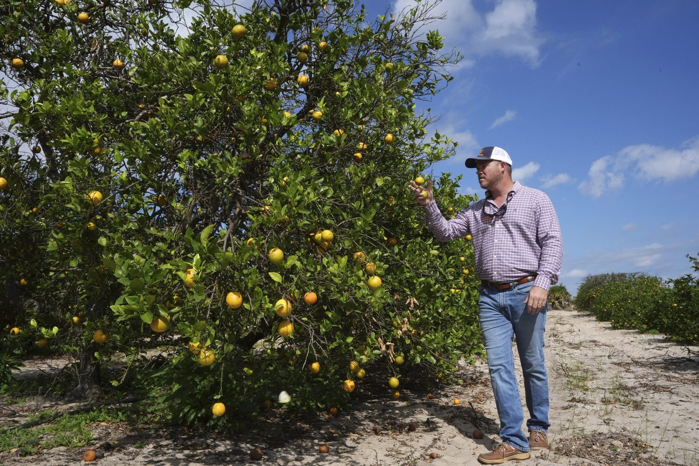 A man walks past an orange tree in Florida