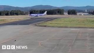 Bear runs onto airport tarmac, halting flights
