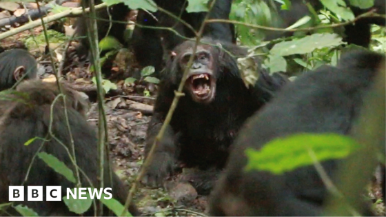 Chimpanzees in Uganda locked in vicious 'civil war', say researchers