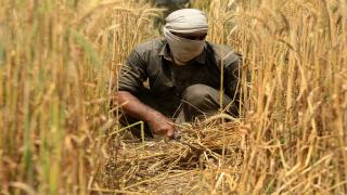 Why are Pakistan’s wheat farmers protesting against the government? | Food News
