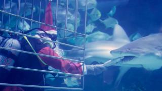 Video. Santa greets his shark friends