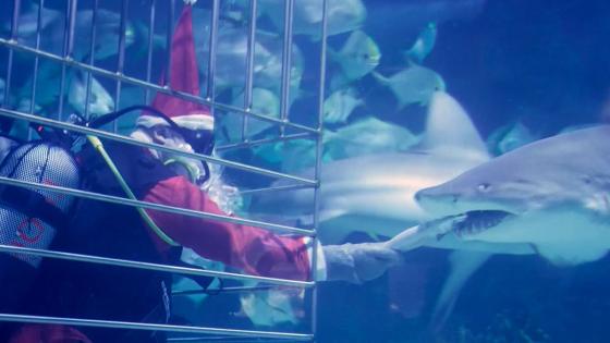 Video. Santa greets his shark friends