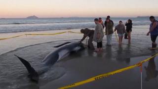 Video. 30 pilot whales stranded on a beach in New Zealand rescued