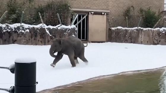 Video. Houston Zoo animals discover snow for the first time