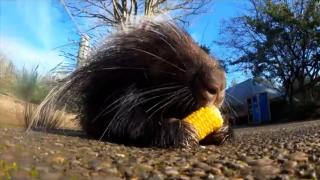 Video. Cute animals feast on Thanksgiving treats at Oregon Zoo