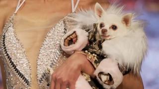 Video. New York Fashion Week haute couture show for pets