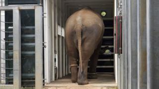 Video. Elephant herd relocated to new 21-hectare enclosure at Werribee Zoo