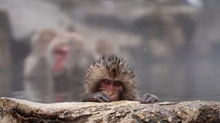 Video. Record crowds at Japan’s hot springs cause worries about macaques