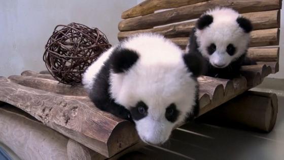Video. Berlin Zoo’s new play area for baby pandas