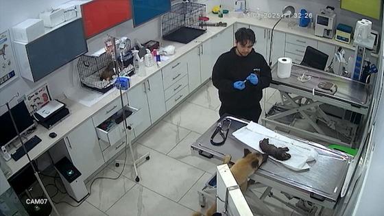 Video. Hero mum dog rushes unconscious puppy to vets in Turkey
