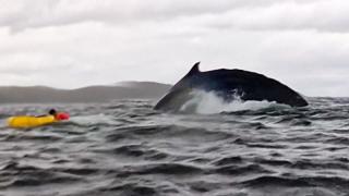 Video. Humpback whale swallows, then releases, kayaker in Chilean Patagonia