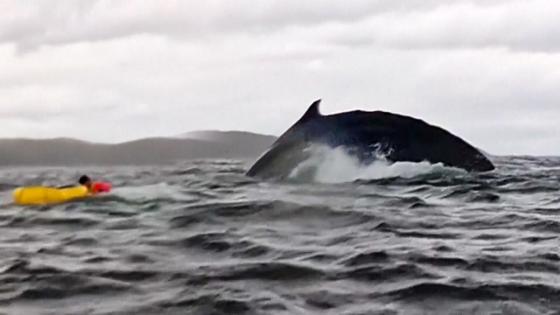 Video. Humpback whale swallows, then releases, kayaker in Chilean Patagonia