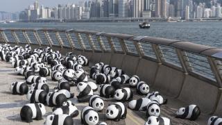 Video. Pandas take over Hong Kong