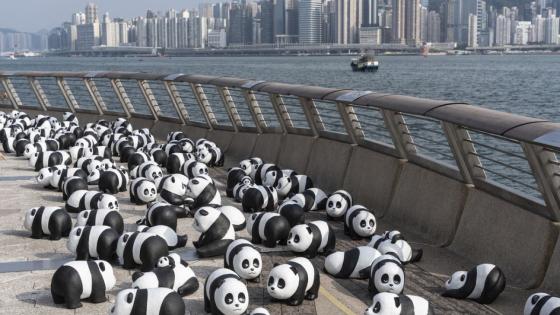 Video. Pandas take over Hong Kong
