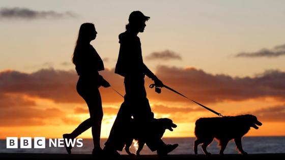 Brazil grants joint custody over pets in new law for separated couples