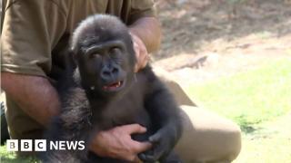 Rescued baby gorilla Zeytin recovers from smuggling ordeal