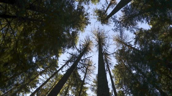Trump wants to use ‘God Squad’ to approve his plans to increase logging by bypassing endangered species protections