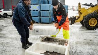 Greenland voters head to the polls as Trump pushes plan to annex strategic island