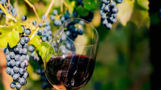 Trouble in wine country: California’s grape crush last year was the lowest it’s been in decades