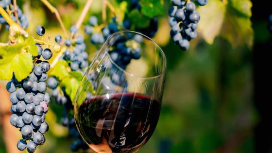 Trouble in wine country: California’s grape crush last year was the lowest it’s been in decades