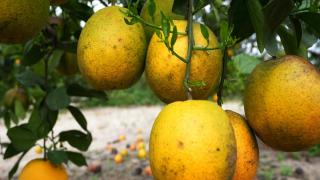 Florida’s citrus crisis is so bad that that a key grower is shuttering business to sell homes instead