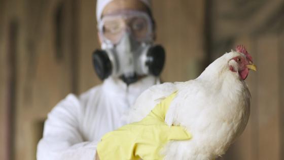 Top virologists raise alarm over potential for bird flu pandemic