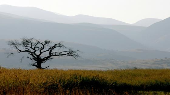 Three Eswatini chiefdoms overcome rivalry to preserve indigenous forest | Environment