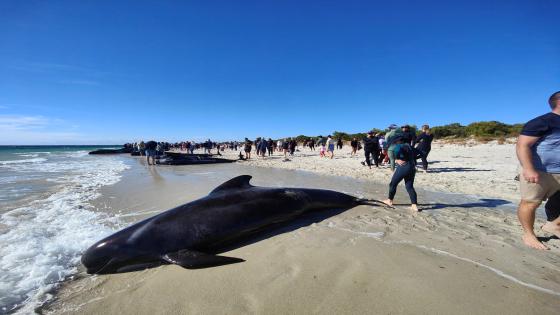 Many pilot whales die, dozens rescued after mass stranding in Australia | Wildlife News