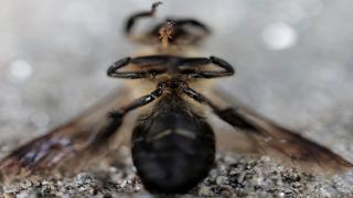 Climate crisis stings Nepal’s honey gatherers, threatens tradition | Climate Crisis
