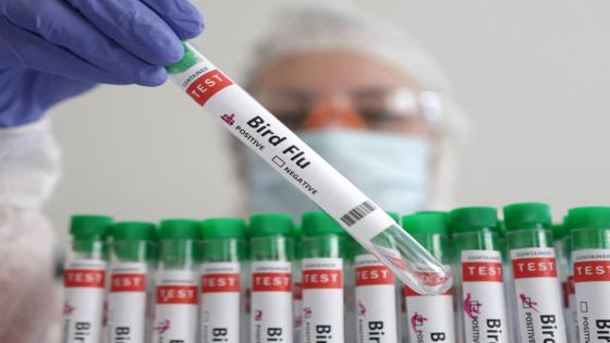 Man who contracted H5N2 bird flu dies in Mexico, WHO says | World Health Organization News