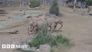 Moment elephants huddle to protect calves during earthquake