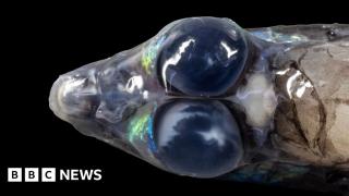 Spectacular images reveal unique sea creatures and corals off Caribbean islands