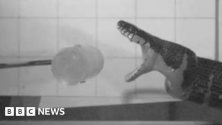 Slow-motion footage reveals secrets of snake bites