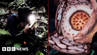 Moment researcher finds rare flower after 13-year search
