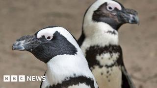 Why Namibia's green energy dream could be a red flag for penguins