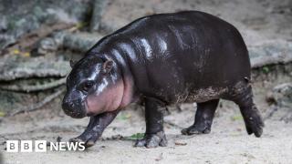 Man fined after breaking into viral hippo Moo Deng's enclosure