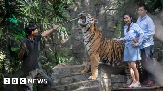 Authorities investigate death of 72 tigers due to virus