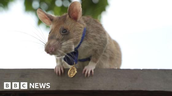 Cambodia unveils statue to honour famous landmine-sniffing rat