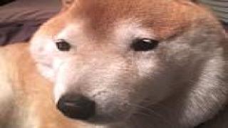 Well that was a dog’s dinner! Hapless hounds show off their painfully swollen faces… after trying to eat BEES
