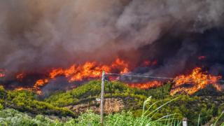 Algerians flee wildfires in country’s northeast