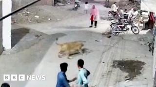 Pet lion pounces on woman in Pakistan street