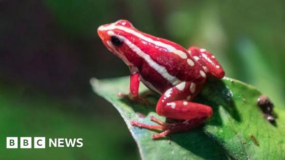 What is the dart frog toxin allegedly used to kill Alexei Navalny?