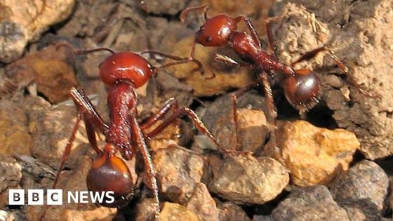 One ant for $220: The new frontier of wildlife trafficking