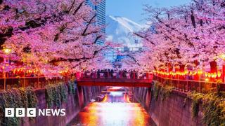 Japanese city cancels cherry blossom festival over badly behaved tourists