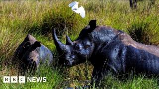 Forty years after the last one was poached, rhinos are back in the wild in Uganda