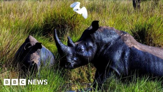 Forty years after the last one was poached, rhinos are back in the wild in Uganda
